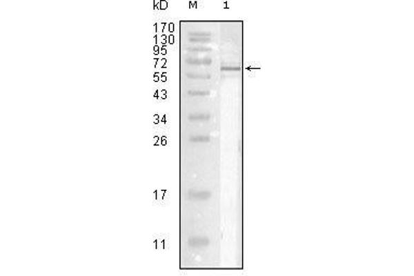Influenza Nucleoprotein antibody (Influenza A Virus H2N2) (AA 2-498)