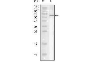 Western blot analysis using Influenza A virus Nucleoproteinmouse mAb against full-length recombinant Influenza A virus Nucleoprotein. (Influenza Nucleoprotein antibody (Influenza A Virus H2N2))