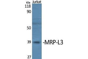 Western Blot (WB) analysis of specific cells using MRP-L3 Polyclonal Antibody. (MRPL38 antibody  (Internal Region))
