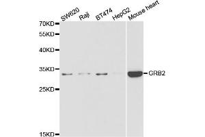 Western blot analysis of extracts of various cell lines, using GRB2 antibody (ABIN5973326) at 1/1000 dilution.