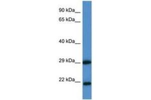 Image no. 1 for anti-Chloride Intracellular Channel 3 (CLIC3) (AA 41-90) antibody (ABIN6747560) (CLIC3 antibody  (AA 41-90))