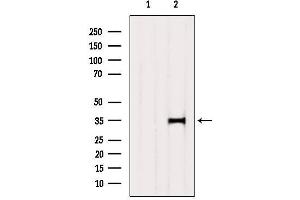 Western blot analysis of extracts from 3t3, using SULT2A1 Antibody. (SULT2A1 antibody  (C-Term))