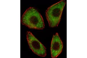 Fluorescent image of A549 cell stained with TCF25 Antibody (N-term) (ABIN1539142 and ABIN2848917). (TCF25 antibody  (N-Term))