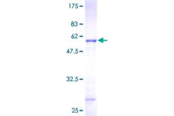PSMB10 Protein (AA 1-273) (GST tag)