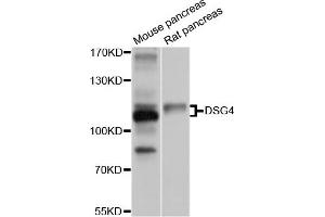 Western blot analysis of extracts of mouse pancreas and rat pancreas cell lines, using DSG4 antibody. (Desmoglein 4 antibody)