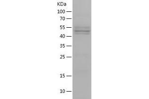 Western Blotting (WB) image for Flagellin (FliC) (AA 2-498) protein (His tag) (ABIN7122979) (Flagellin Protein (FliC) (AA 2-498) (His tag))