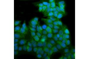 IF analysis of EHD3 using anti-EHD3 antibody (ABIN7602777). (EHD3 antibody  (C-Term))