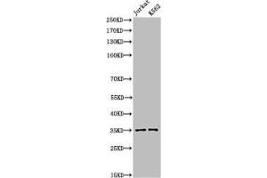 Western Blot analysis of Jurkat, K562 cells using Acetyl-Ref-1 (K7) Polyclonal Antibody (APEX1 antibody  (acLys7))