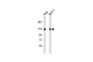 Western Blot at 1:1000 dilution Lane 1: Hela whole cell lysate Lane 2: MCF-7 whole cell lysate Lysates/proteins at 20 ug per lane. (GTSE1 antibody  (C-Term))