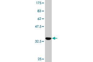 Western Blot detection against Immunogen (35. (HNF1B antibody  (AA 29-118))