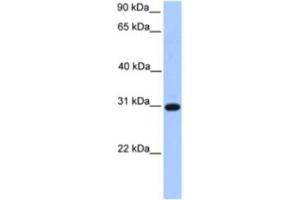 Western Blotting (WB) image for anti-Electron-Transfer-Flavoprotein, beta Polypeptide (ETFB) antibody (ABIN2463630) (ETFB antibody)