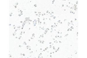 Immunocytochemistry (ICC) image for anti-Caudal Type Homeobox 2 (CDX2) antibody (ABIN7795598)