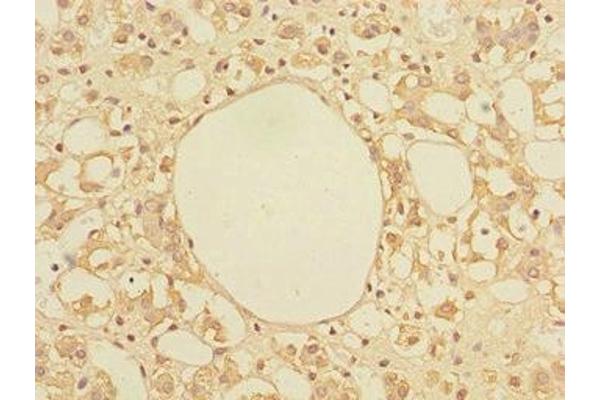 TRIAP1 antibody  (AA 1-76)
