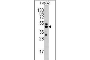 Western blot analysis of AHCY polyclonal antibody  in HepG2 cell line lysates (35 ug/lane). (AHCY antibody  (C-Term))