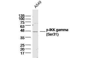 A549 lysates probed with IKK gamma (Ser31) Polyclonal Antibody, Unconjugated  at 1:300 dilution and 4˚C overnight incubation. (IKBKG antibody  (pSer31))