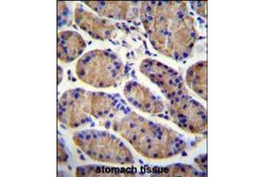 MESDC2 Antibody immunohistochemistry analysis in formalin fixed and paraffin embedded human stomach tissue followed by peroxidase conjugation of the secondary antibody and DAB staining. (MESDC2 antibody  (C-Term))