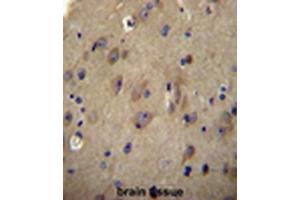 CNRP1 Antibody (Center) immunohistochemistry analysis in formalin fixed and paraffin embedded human brain tissue followed by peroxidase conjugation of the secondary antibody and DAB staining.