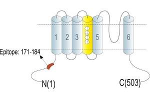 Representative domain view of the target of ABIN7885257.