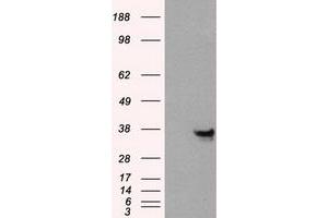 Western Blotting (WB) image for anti-Annexin A10 (ANXA10) antibody (ABIN1496651) (Annexin a10 antibody)