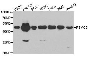 Western blot analysis of extracts of various cell lines, using PSMC5 antibody. (PSMC5 antibody  (AA 127-406))