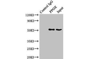 Immunoprecipitating PPOX in HepG2 whole cell lysate Lane 1: Rabbit control IgG (1 μg) instead of ABIN7166589 in HepG2 whole cell lysate. (PPOX antibody  (AA 1-477))