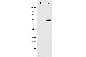Western blot analysis of Lamin B expression in COLO cells,The lane on the left is treated with the antigen-specific peptide. (Lamin B antibody)