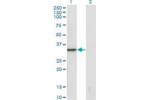 Western Blot analysis of SNAI1 expression in transfected 293T cell line by SNAI1 monoclonal antibody (M41), clone 1A5. (SNAIL antibody  (AA 121-230))