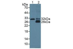 Figure. (TNF Like Ligand 1A (AA 67-251) antibody)