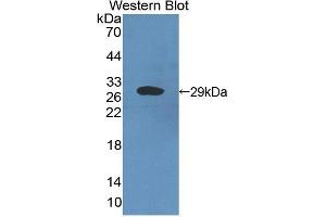 Figure. (CRISP2 antibody  (AA 22-240))