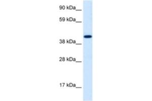 Western Blotting (WB) image for anti-Insulinoma-Associated 1 (INSM1) antibody (ABIN2460344)