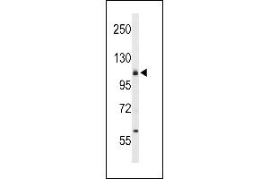 Western blot analysis of CD49f Antibody (C-term) (ABIN653202 and ABIN2842747) in 293 cell line lysates (35 μg/lane). (ITGA6 antibody  (C-Term))