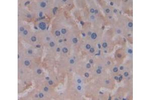Figure. (CHRDL2 antibody  (AA 26-169))
