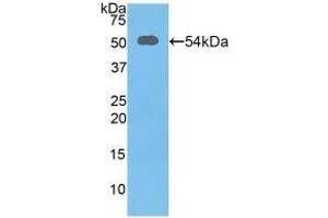 Detection of Recombinant SLC3A2, Mouse using Polyclonal Antibody to Solute Carrier Family 3, Member 2 (SLC3A2) (SLC3A2 antibody  (AA 285-521))