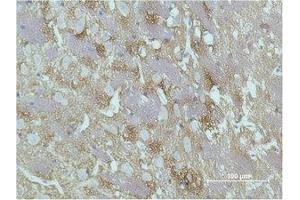 Immunohistochemical analysis of paraffin-embedded Rat Brain Tissue using GAP-43 Monoclonal Antibody. (GAP43 antibody)