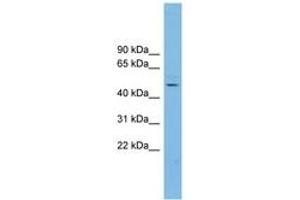 Image no. 1 for anti-NFKB Activating Protein-Like (NKAPL) (AA 179-228) antibody (ABIN6745060) (NKAPL antibody  (AA 179-228))
