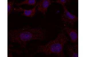 Immunofluorescence - anti-Rab11a Ab at 1/100 dilution in NHI/3T3 cells, cells were fixed with methanol and permeabilized with 0. (RAB11A antibody  (C-Term))