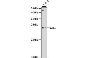 Western blot analysis of extracts of THP-1 cells, using S antibody (ABIN6130330, ABIN6147394, ABIN6147395 and ABIN6219585) at 1:500 dilution. (SAT1 antibody  (AA 1-171))
