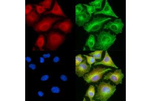 ABIN7094968 and ABIN7099024 staining  cells by IF/ICC. (IL17D antibody)