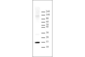 Histone H2A anbtibody (pAb) tested by Western blot.