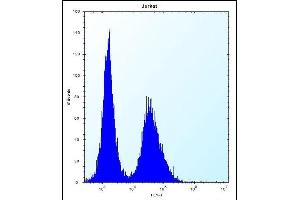 NBPF5 Antibody (C-term) (ABIN656298 and ABIN2845604) flow cytometric analysis of Jurkat cells (right histogram) compared to a negative control cell (left histogram). (NBPF5 antibody  (C-Term))