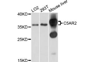 Western blot analysis of extracts of various cell lines, using C5AR2 antibody (ABIN4903091) at 1:1000 dilution. (GPR77 antibody)