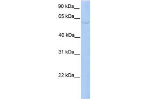 WB Suggested Anti-PWP1 Antibody Titration:  0. (PWP1 antibody  (C-Term))