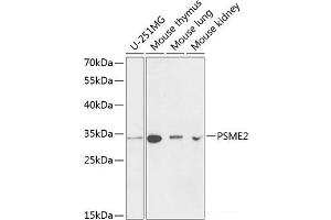 Western blot analysis of extracts of various cell lines using PSME2 Polyclonal Antibody at dilution of 1:1000. (PSME2 antibody)