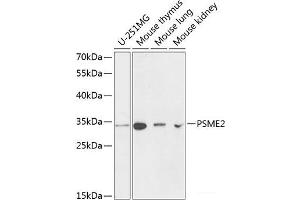 Western blot analysis of extracts of various cell lines using PSME2 Polyclonal Antibody at dilution of 1:1000. (PSME2 antibody)