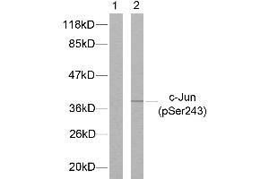 Western blot analysis of extracts from HeLa cells treated with UV, using c-Jun (phospho-Ser243) antibody. (C-JUN antibody  (pSer243))