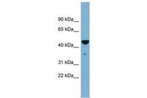 Image no. 1 for anti-TAP Binding Protein (Tapasin) (TAPBP) (AA 359-408) antibody (ABIN6743367) (TAPBP antibody  (AA 359-408))