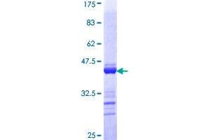 TJP2 Protein (AA 121-218) (GST tag)