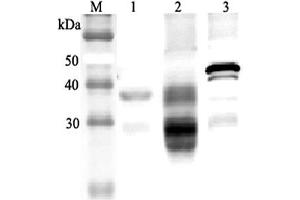 Western blot analysis using anti-Clusterin (mouse), pAb  at 1:2'000 dilution.