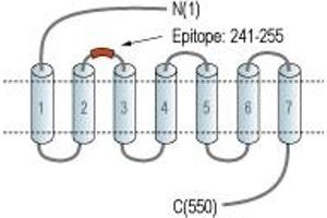 Glucagon-Like Peptide 2 Receptor (GLP2R) peptide