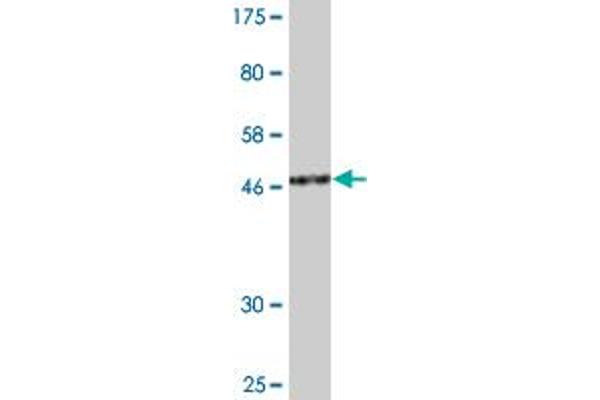 PPP1R8 antibody  (AA 1-209)